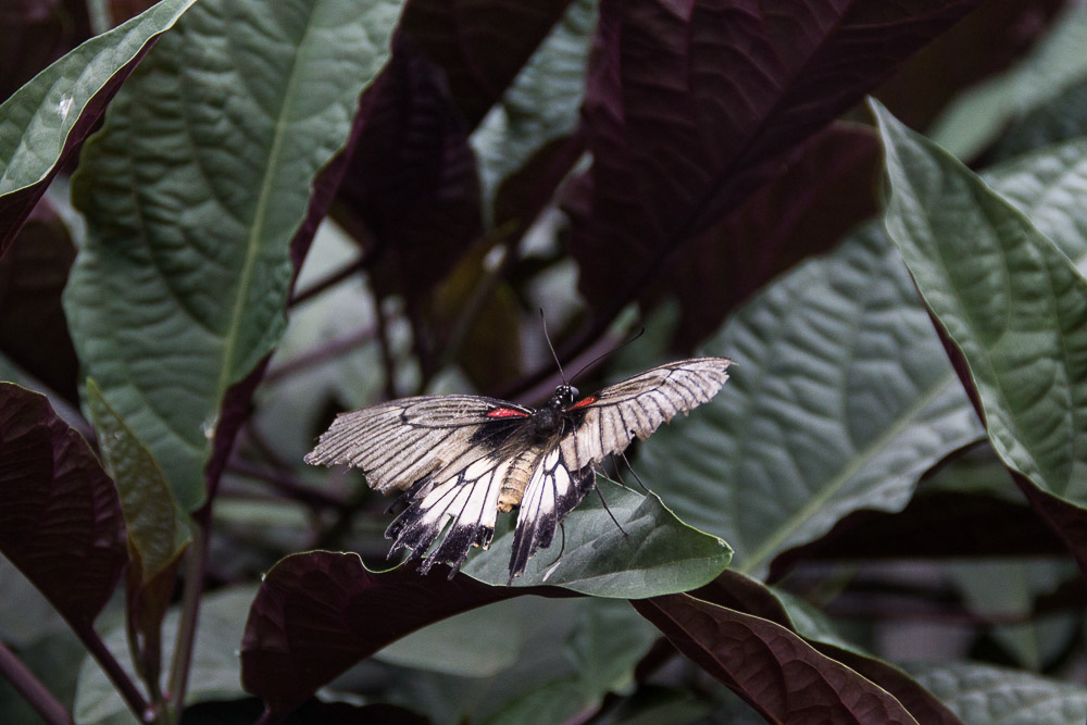 papillons-68.jpg