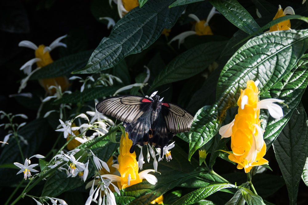 papillons-7.jpg
